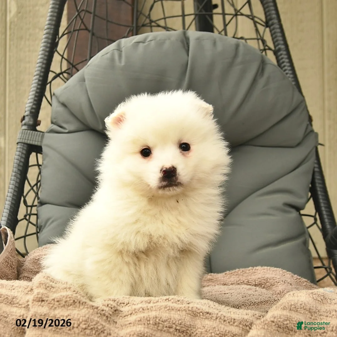 American Eskimo dogs for sale: Luke  - Ad 1