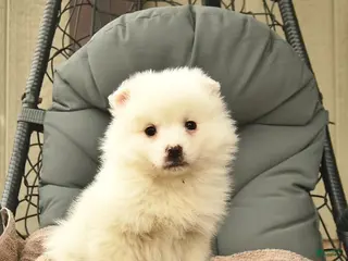 American Eskimo dogs for sale: Luke - Ad 3