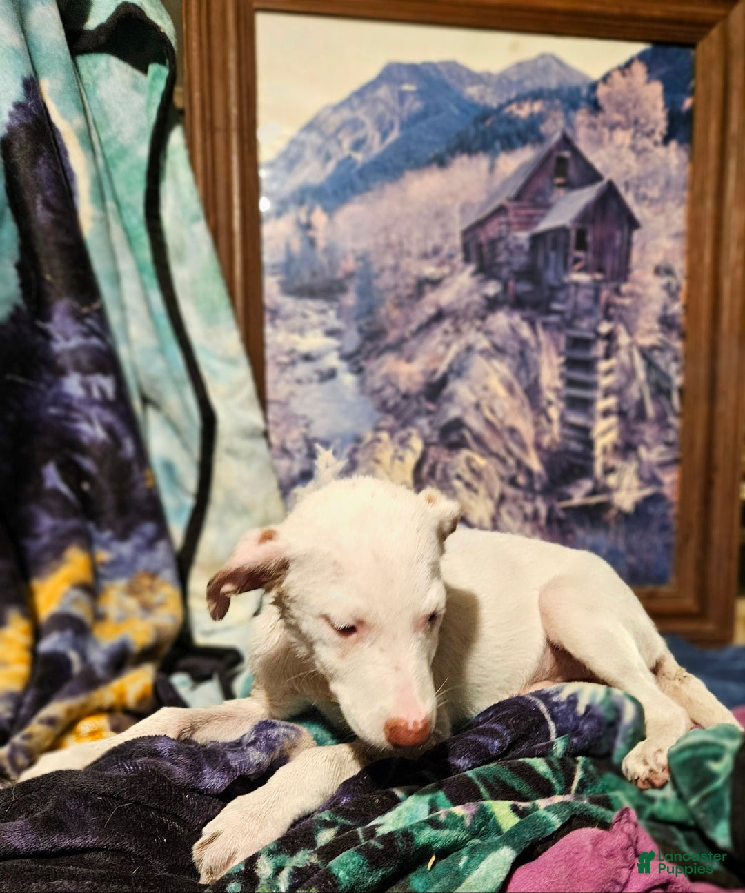 Border Collie dogs for sale: Hissy - Ad 9