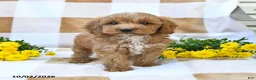 Cockapoo dogs for sale: Mason - Ad 3