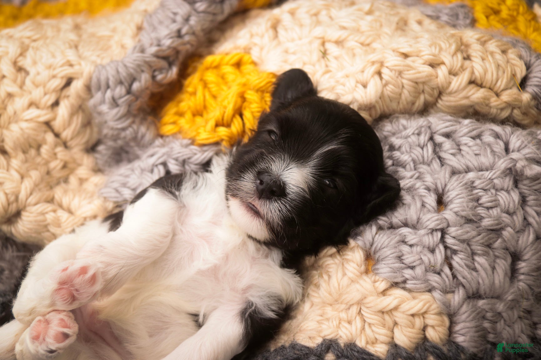 Havanese dogs Apollo Havanese  - Ad 1