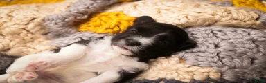 Apollo Havanese 