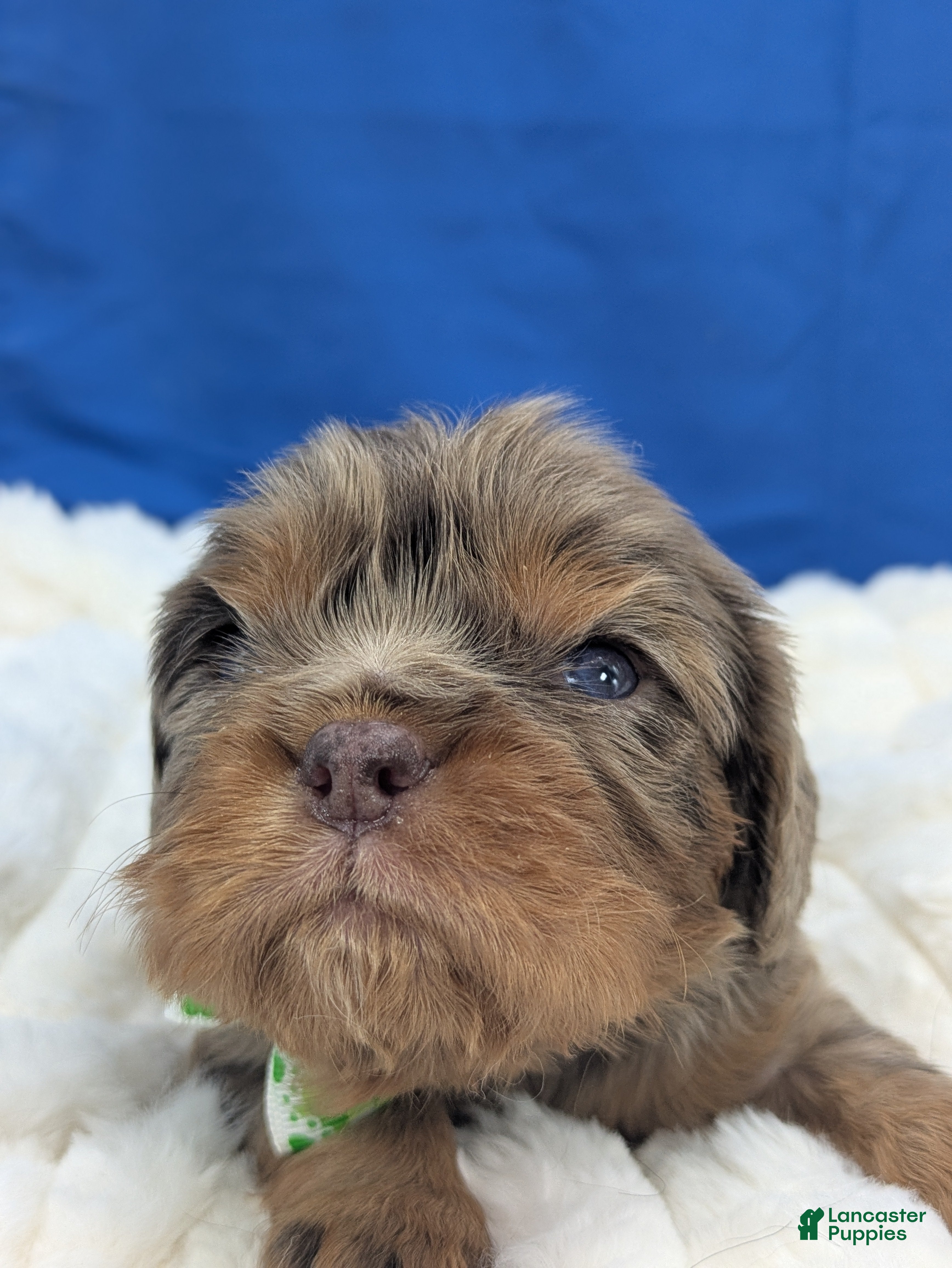 Cavalier King Charles Spaniel dogs Mojito - Ad 2