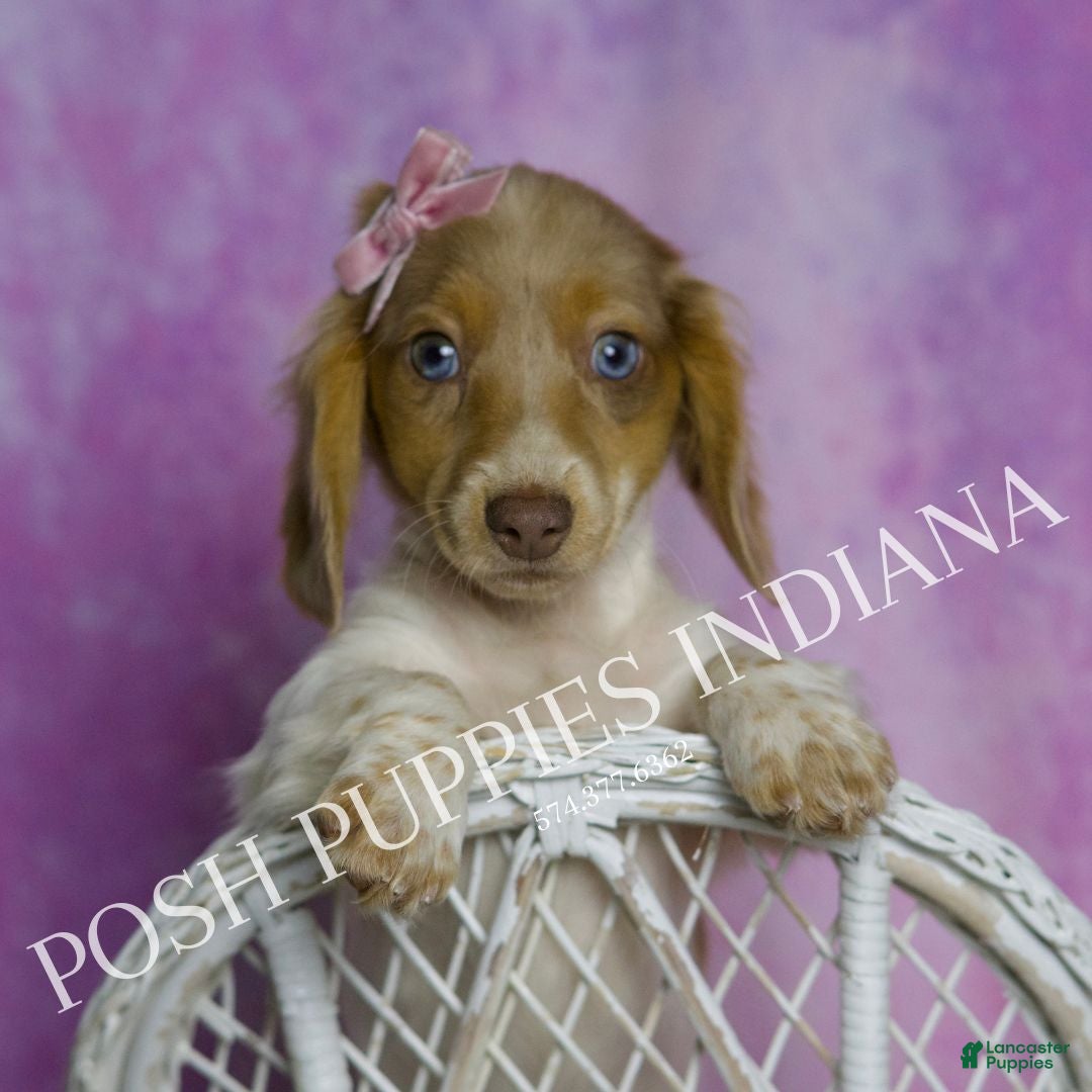 Miniature Dachshund dogs Amanda - Ad 2