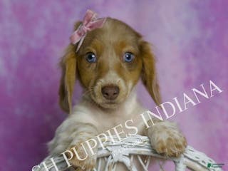 Miniature Dachshund dogs Amanda - Ad 39