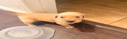 Golden Retriever dogs for sale: Golden Retriever 8 - Ad 2