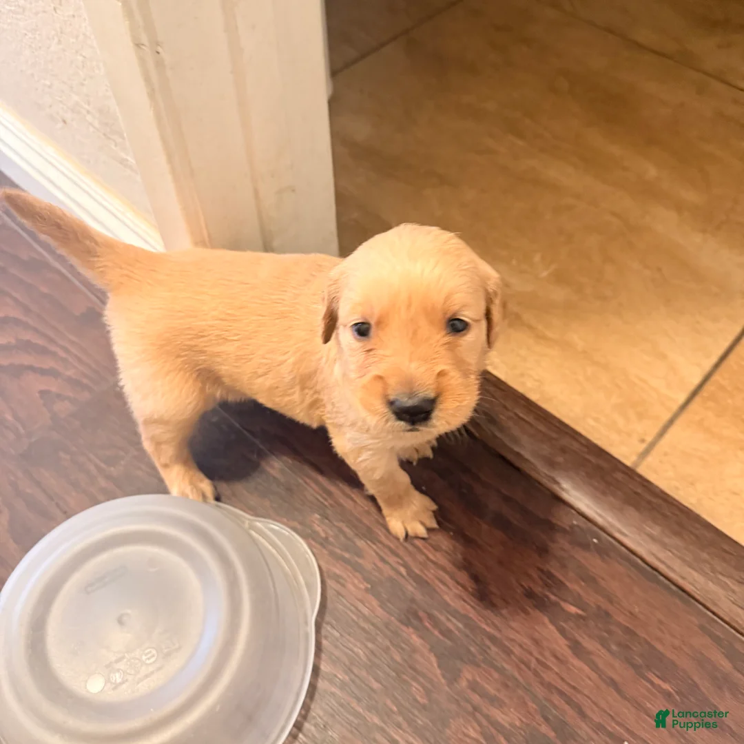 Golden Retriever dogs for sale: Golden Retriever 8 - Ad 2