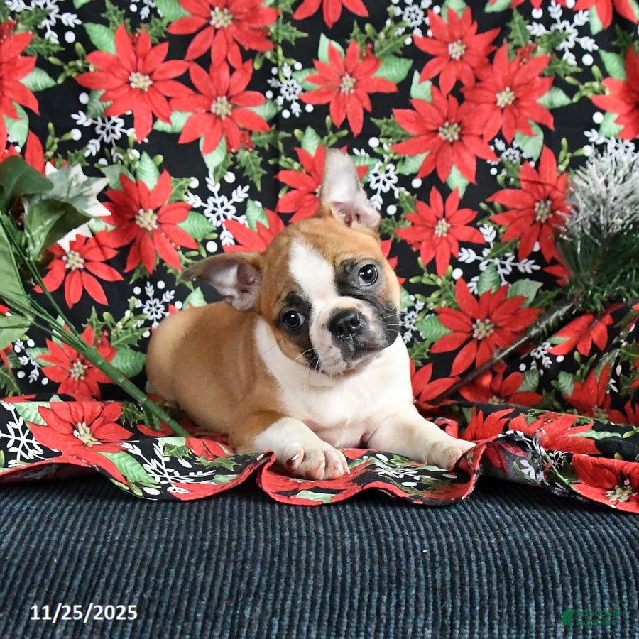 Boston Terrier dogs Cinnamon - Ad 11