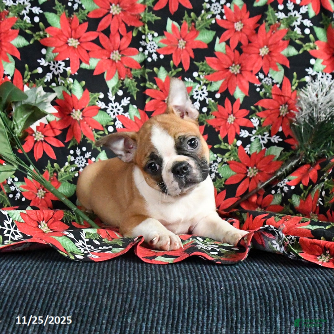 Boston Terrier dogs for sale: Cinnamon - Ad 1