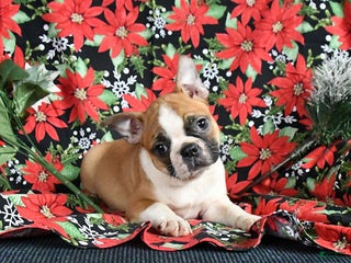 Boston Terrier dogs Cinnamon - Ad 20