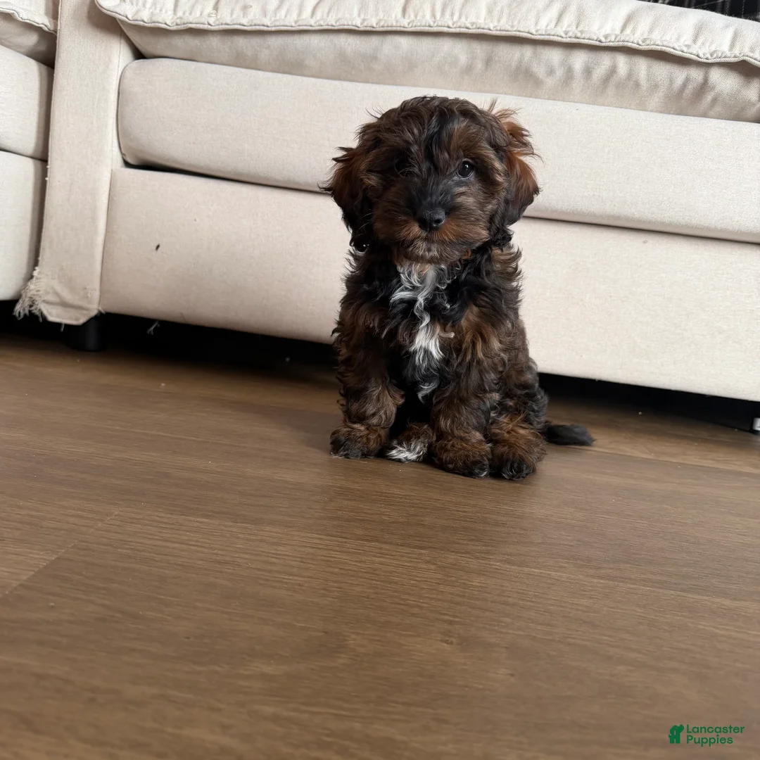 Shihpoo dogs for sale: seraphima - Ad 2