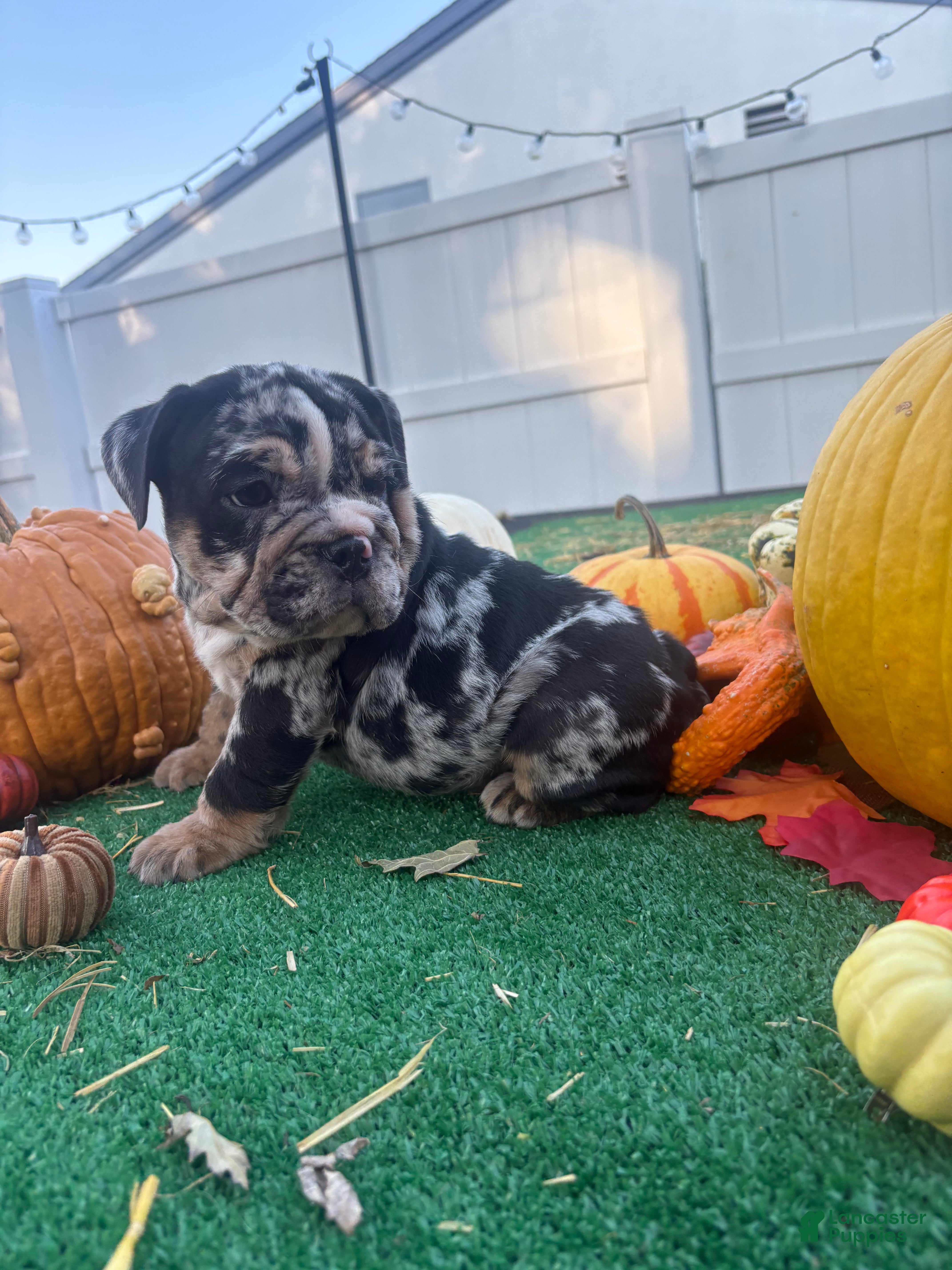 English Bulldog dogs for sale: Snoopy  - Ad 2