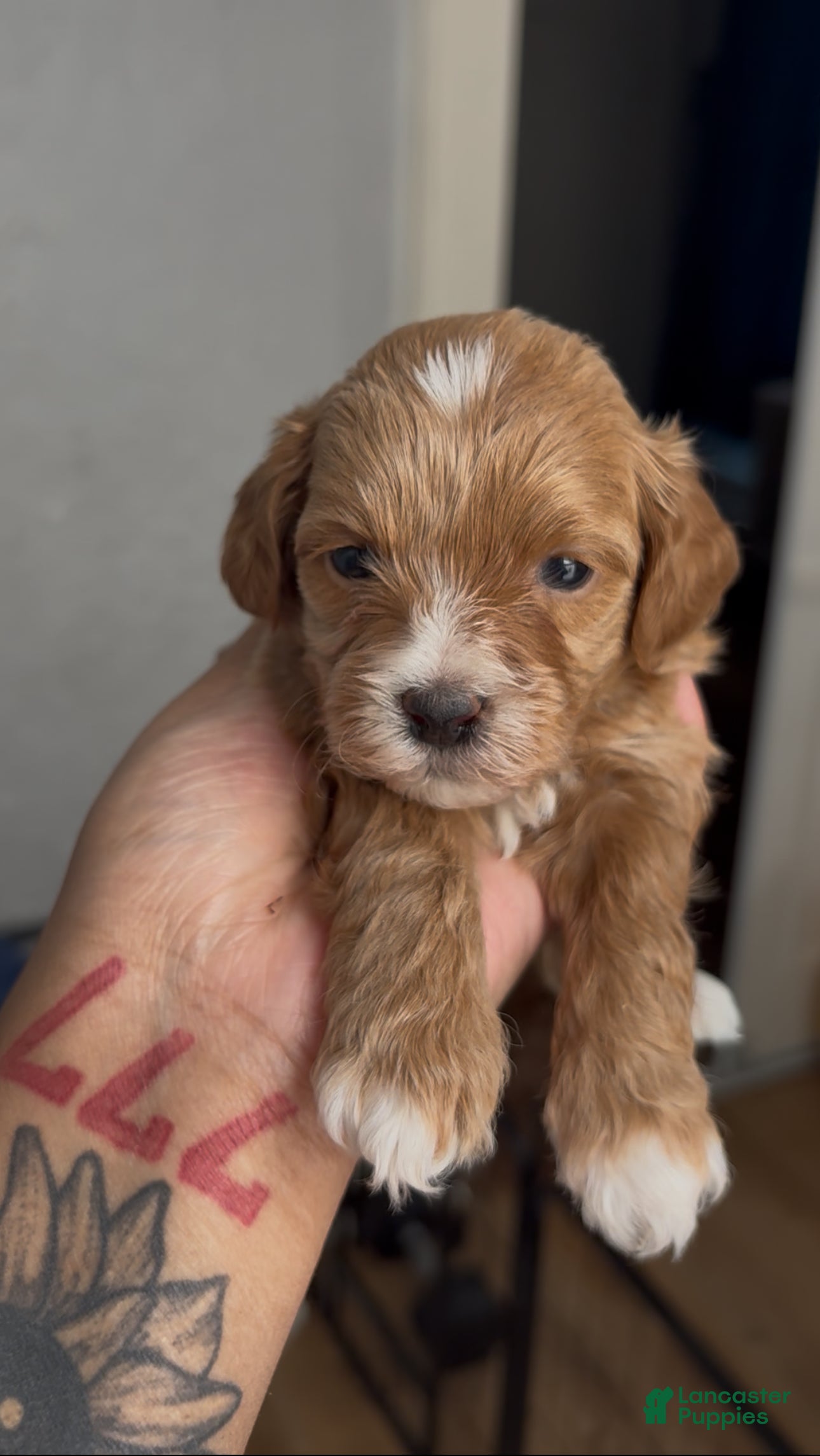 Shihpoo dogs Max - Ad 2