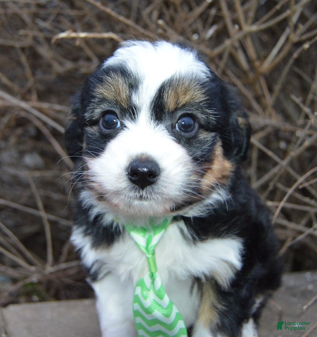 Mini Aussiedoodle dogs for sale: Mini Arlo - Ad 7