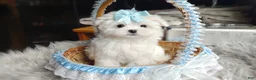 Maltese dogs for sale: Korean Teddybear Polar - Ad 2