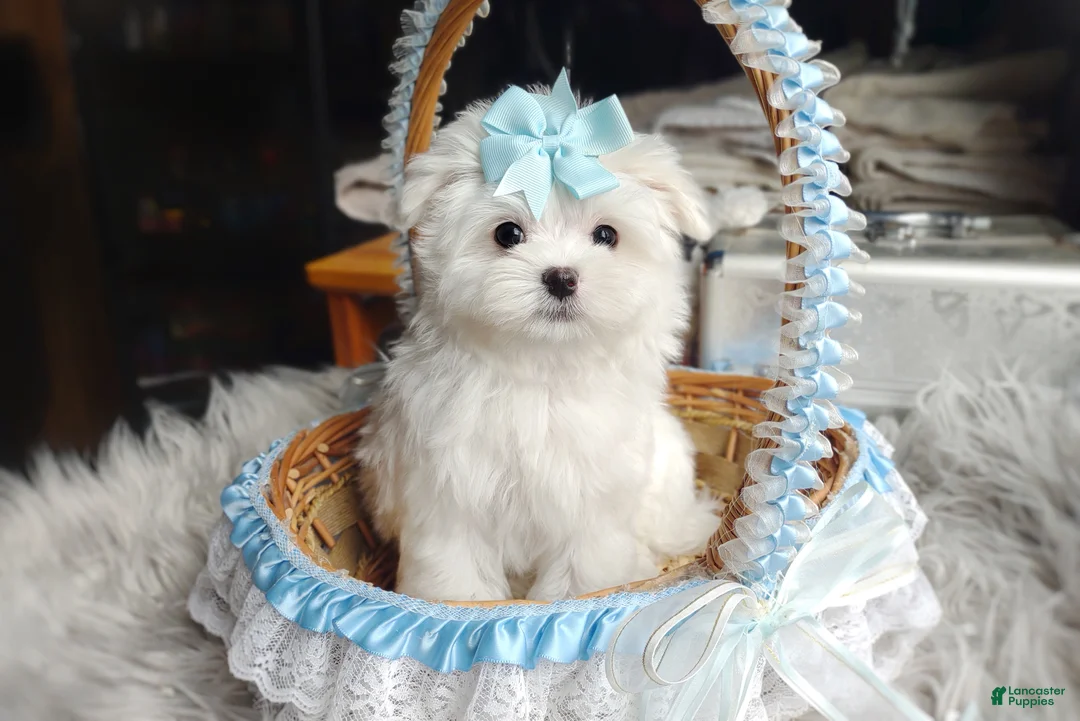 Maltese dogs for sale: Korean Teddybear Polar - Ad 2