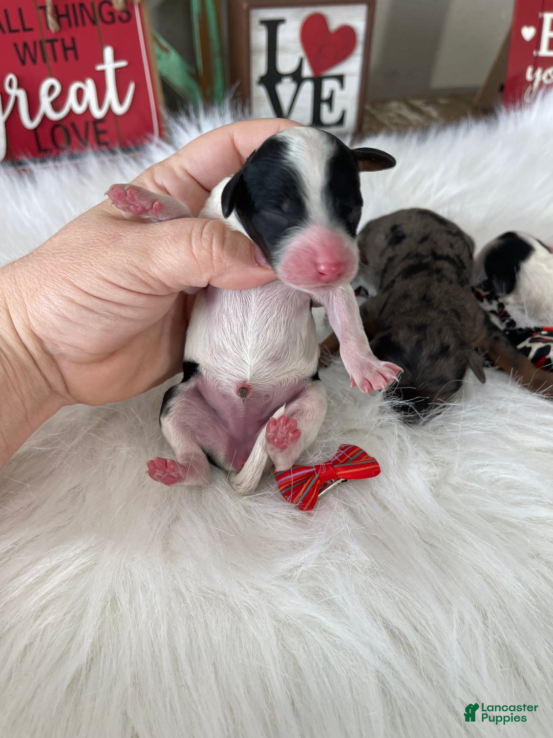 Miniature Poodle dogs for sale: Akc Clear Tri Red Bow - Ad 13