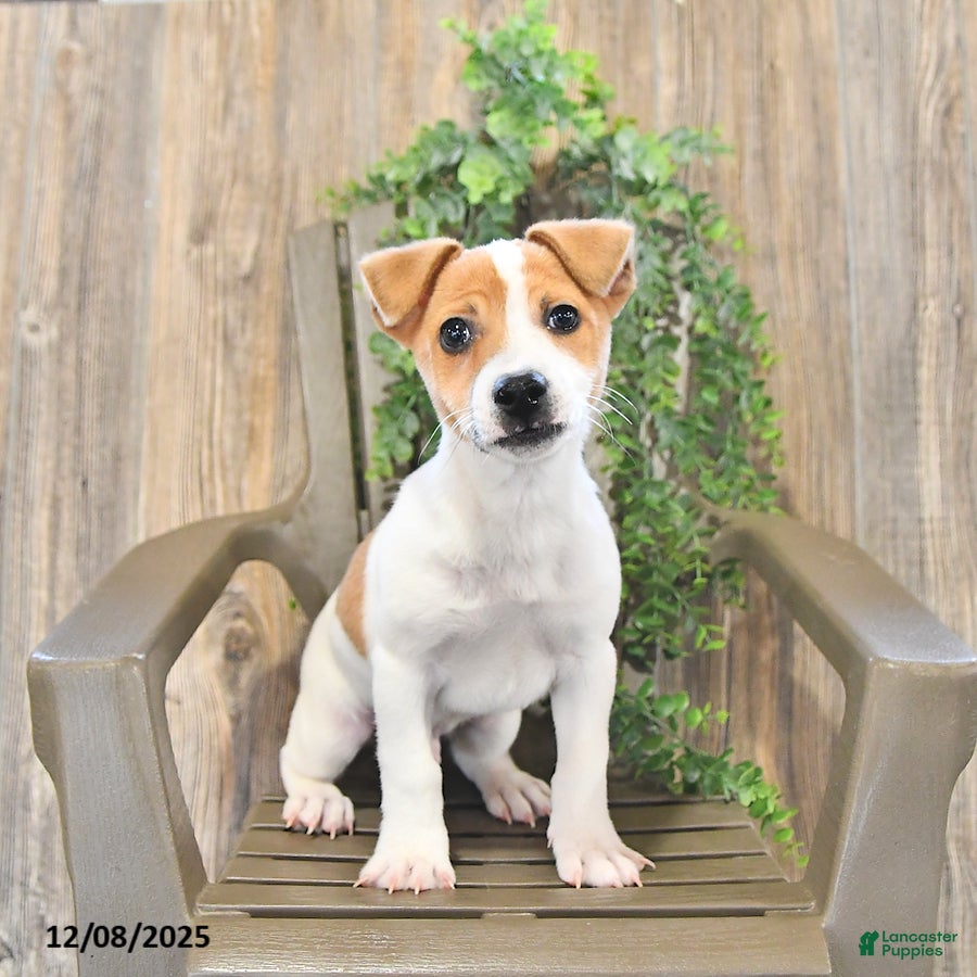 Jack Russell Terrier dogs Parker - Ad 19