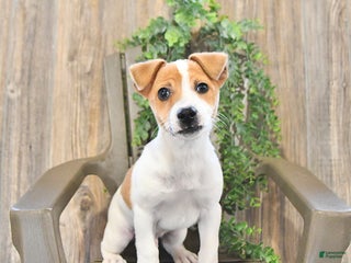 Jack Russell Terrier dogs Parker - Ad 6
