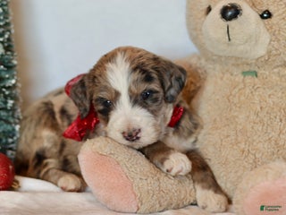 Bernedoodle dogs Alpine - Ad 42