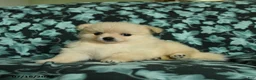 Pomeranian dogs for sale: Feathers - Ad 3