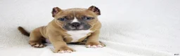 American Bully dogs for sale: Fawn Female - Ad 5