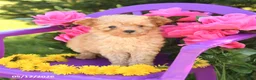 Toy Poodle dogs for sale: Foxy - Ad 3