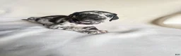 Great Dane dogs for sale: Angel-purple - Ad 6
