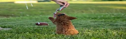 Miniature Poodle dogs for sale:  Thor🐾💙 - Ad 8