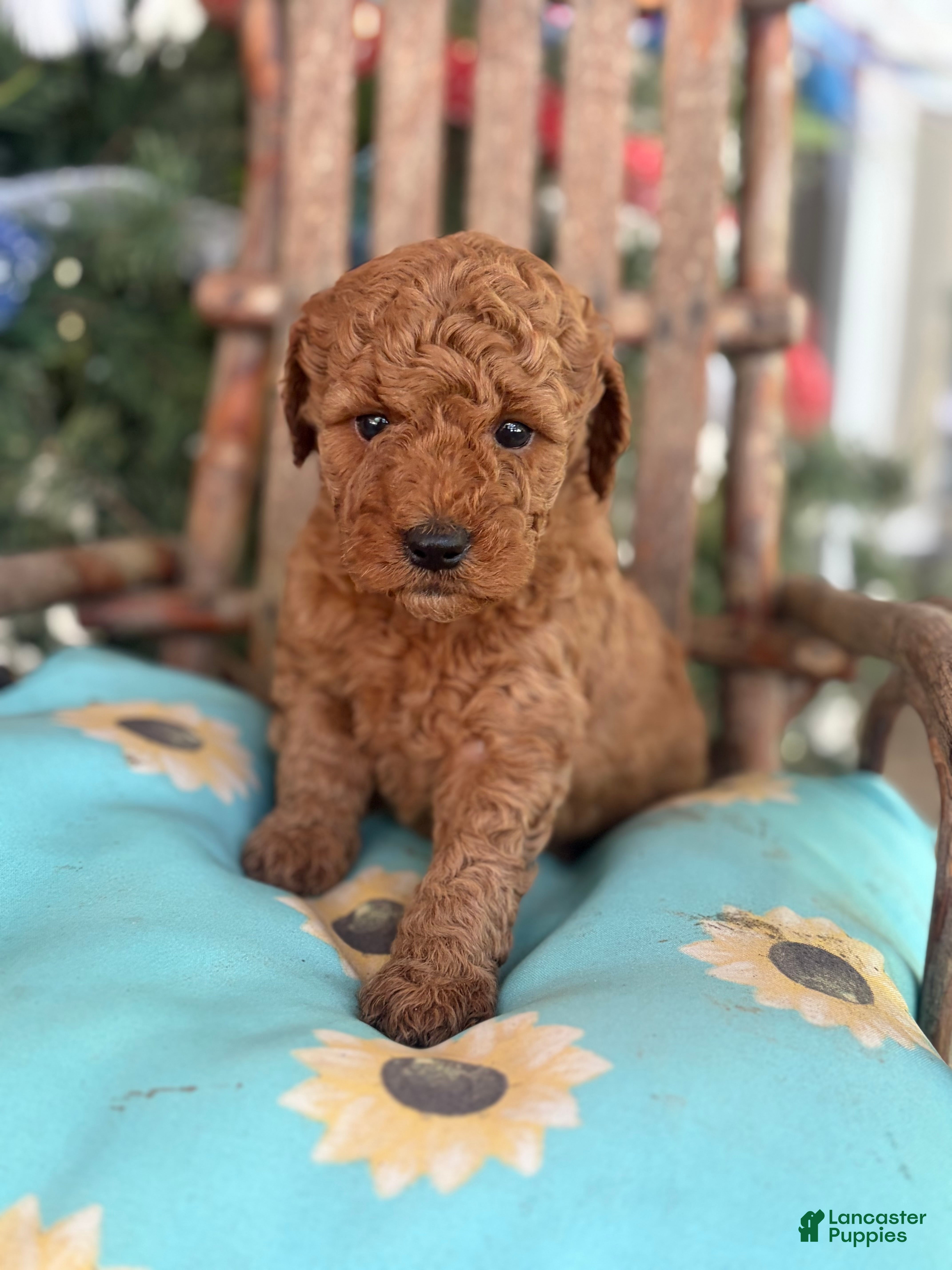 Mini Goldendoodle dogs Buttercup - Ad 15