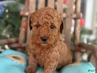Mini Goldendoodle dogs Buttercup - Ad 38