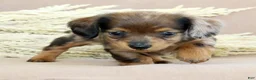 Miniature Dachshund dogs for sale: Lukey - Ad 8