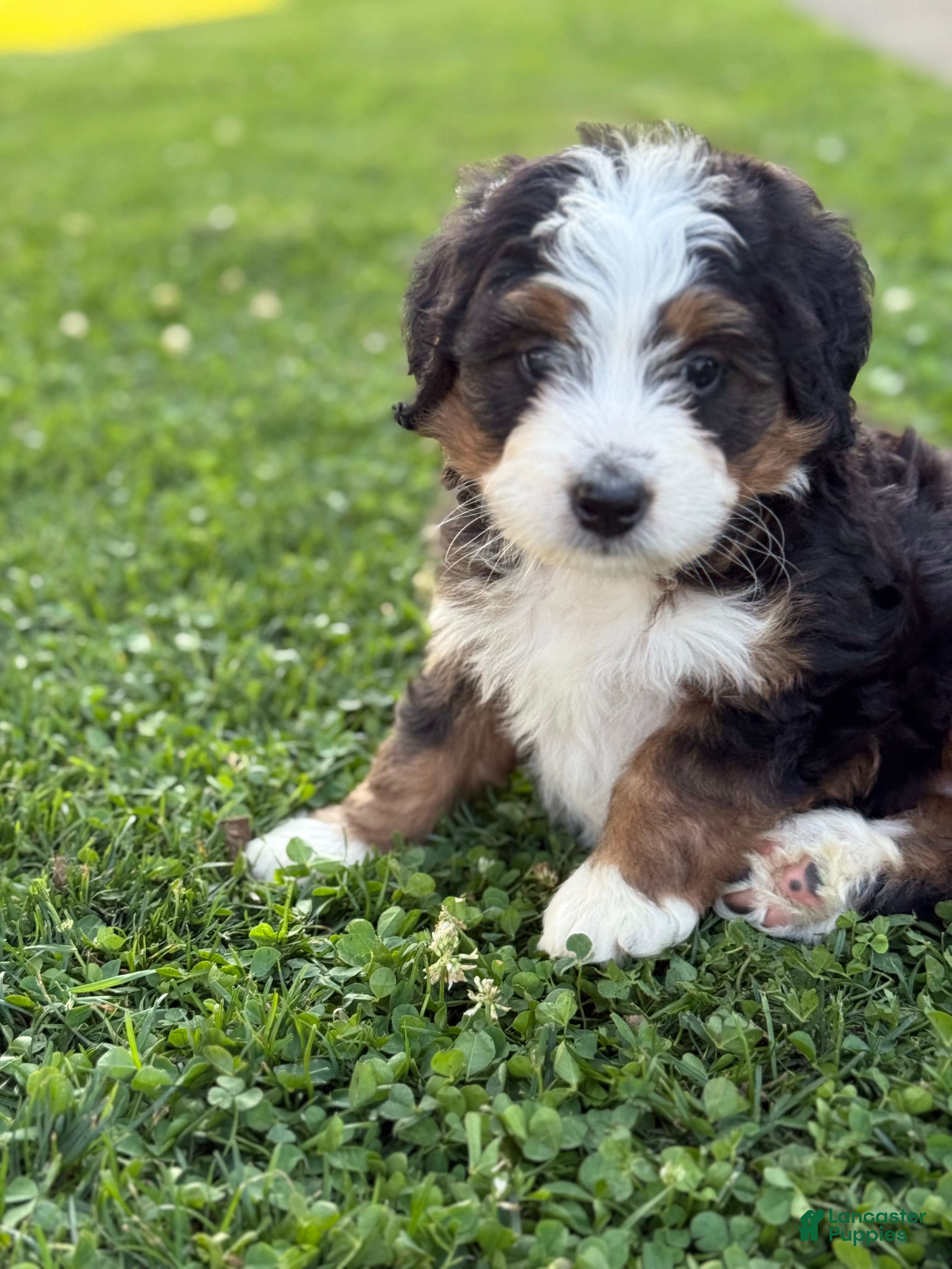 Mini Bernedoodle dogs Skye - Ad 2