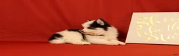 Pomsky dogs for sale: Zephaniah - Ad 3