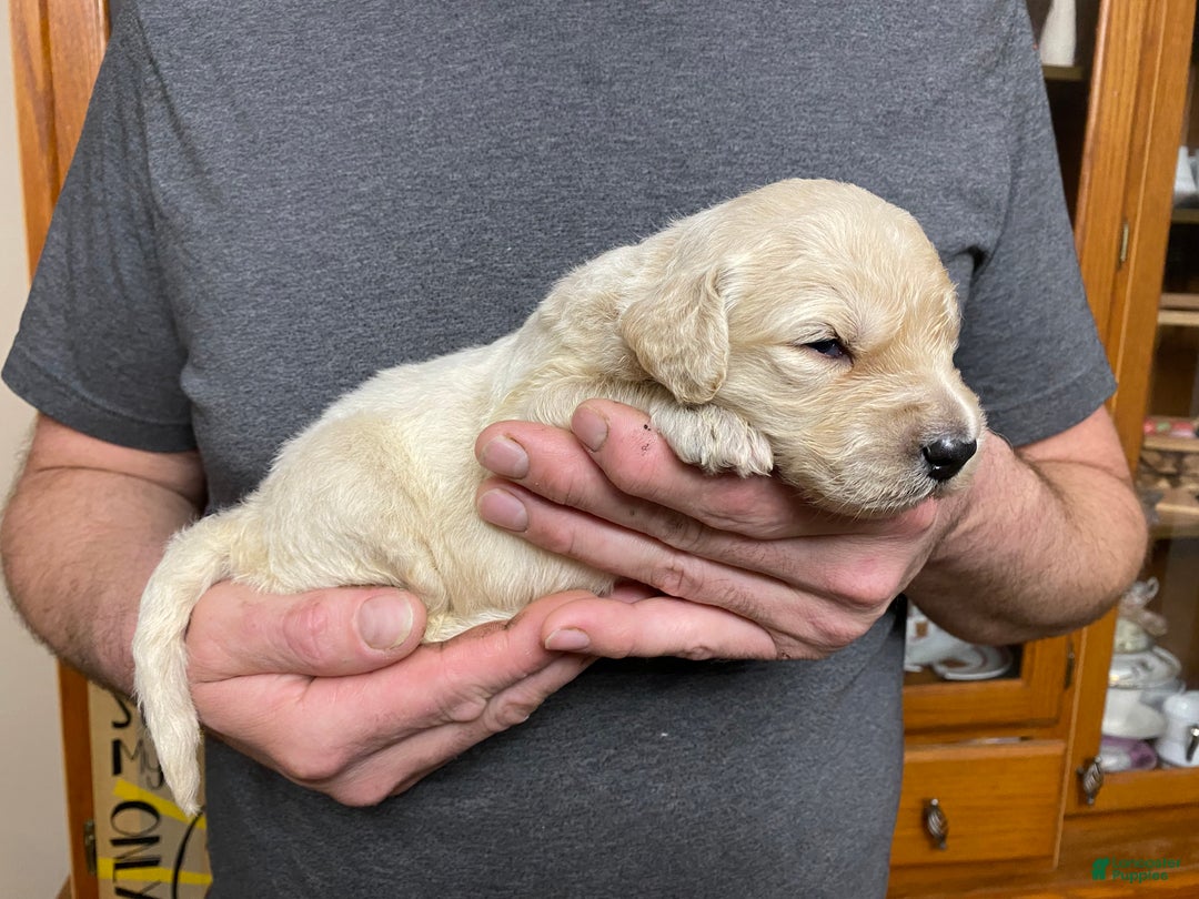 Goldendoodle dogs for sale: Goldendoodle Puppy 2 - Ad 2