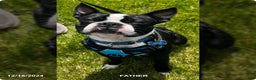 Boston Terrier dogs for sale: Pepperment - Ad 3