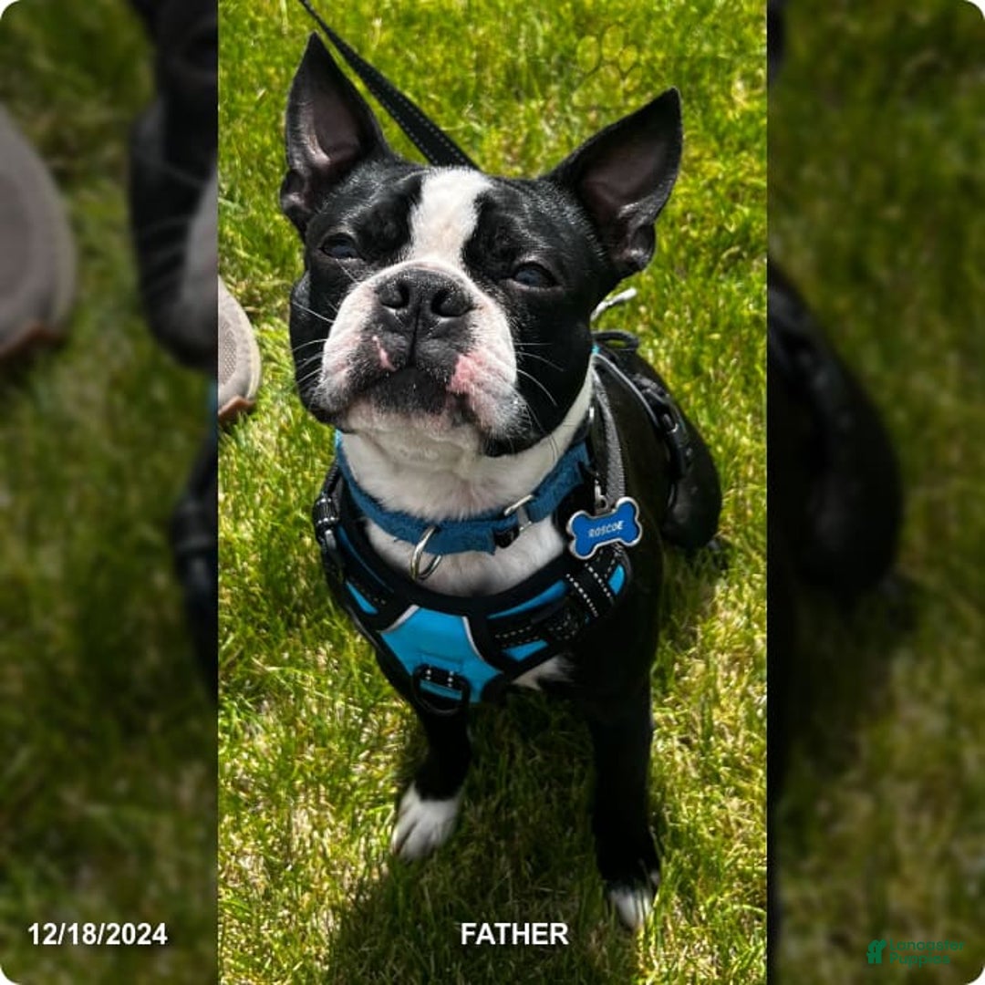 Boston Terrier dogs for sale: Pepperment - Ad 3