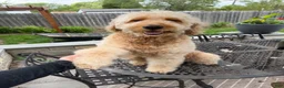 Goldendoodle dogs for sale: Goldendoodle 3 - Ad 6