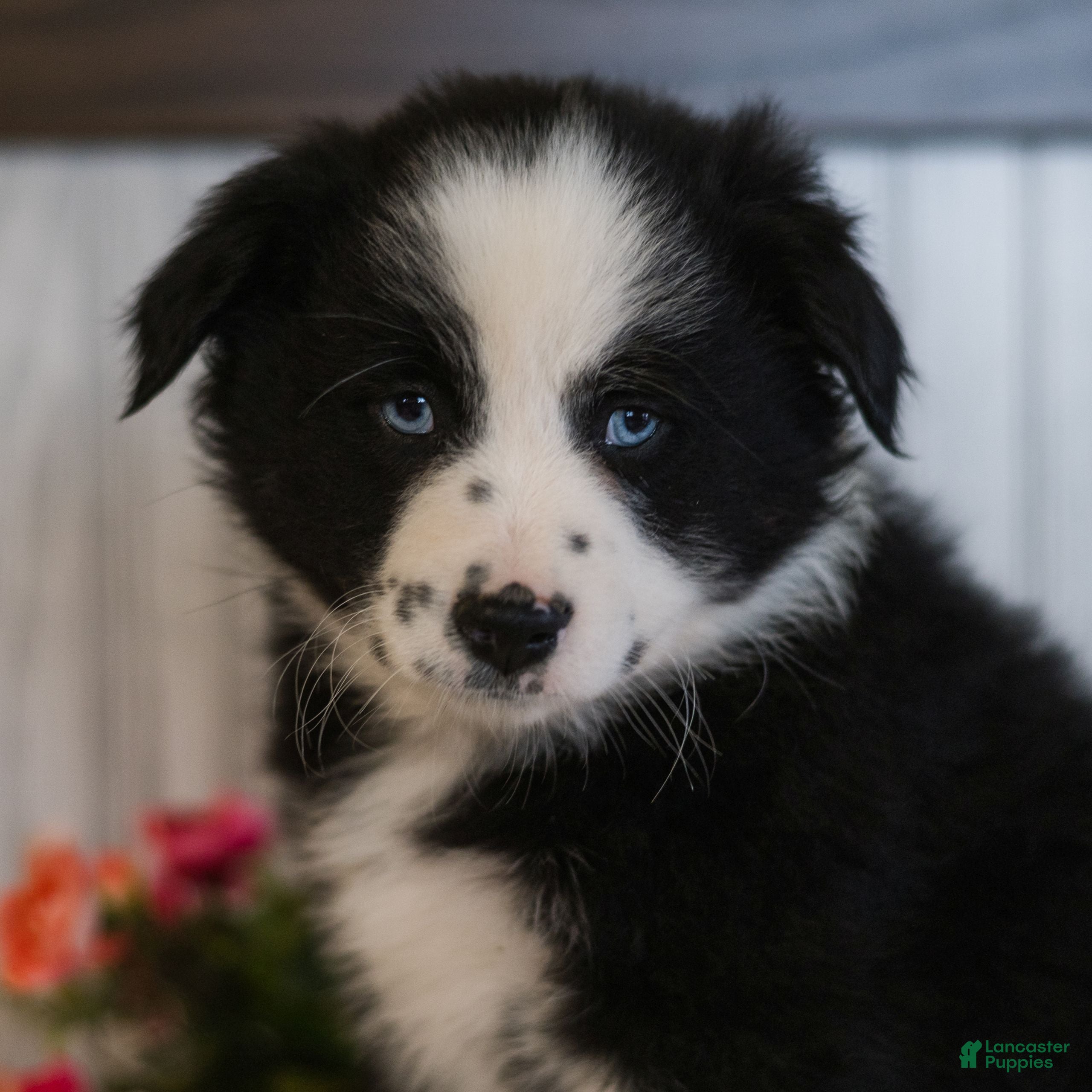 Miniature Australian Shepherd dogs Cody  - Ad 1