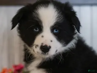 Miniature Australian Shepherd dogs for sale: Cody - Ad 3