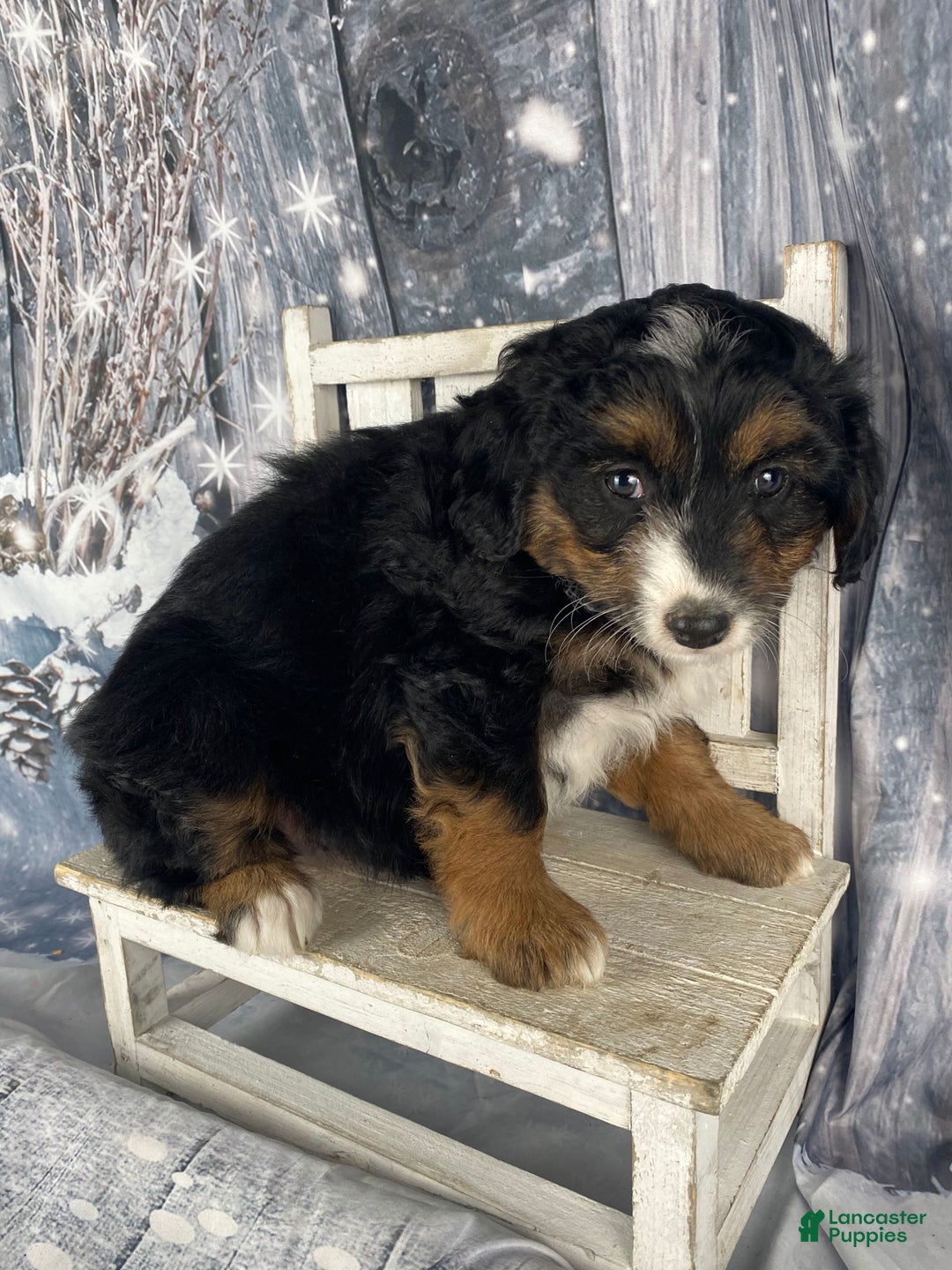 Aussiedoodle dogs for sale: Oreo - Ad 3