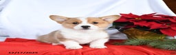 Welsh Corgi Pembroke dogs for sale: Rascal - Ad 1