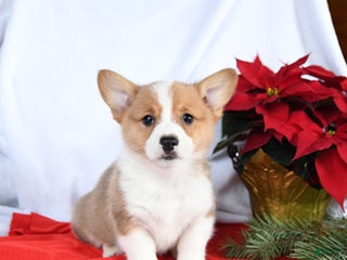 Welsh Corgi Pembroke dogs Rascal - Ad 5