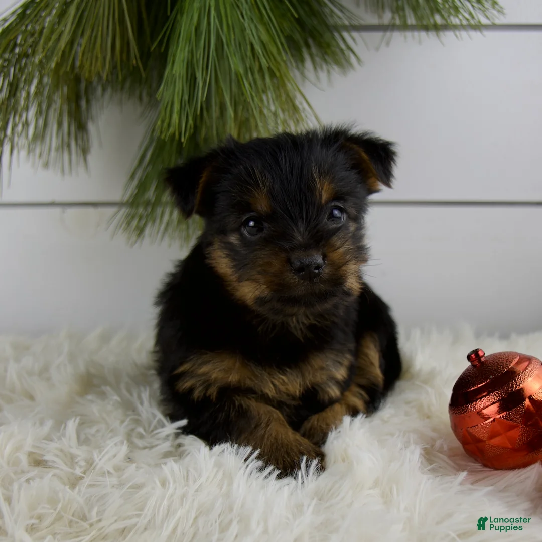 Yorkshire Terrier dogs for sale: Cameron - Ad 6