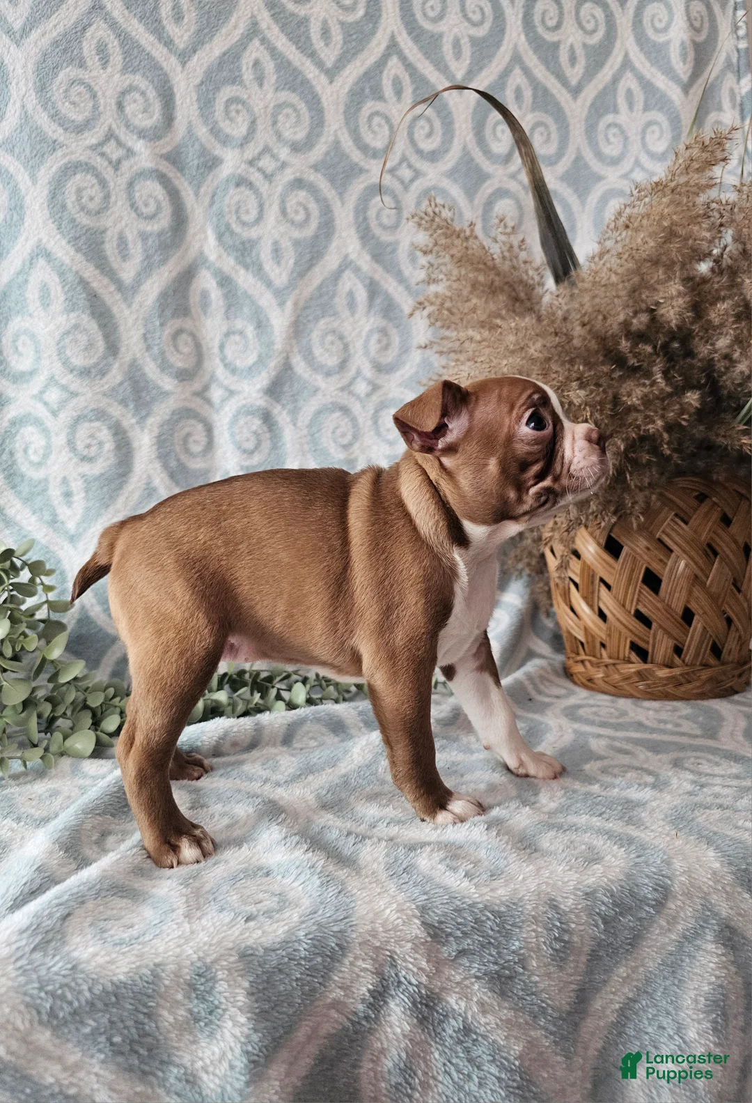 Boston Terrier dogs for sale: Casey - Ad 2