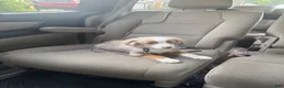 Miniature Australian Shepherd dogs for sale: Miniature Australian Shepherd 1 - Ad 5