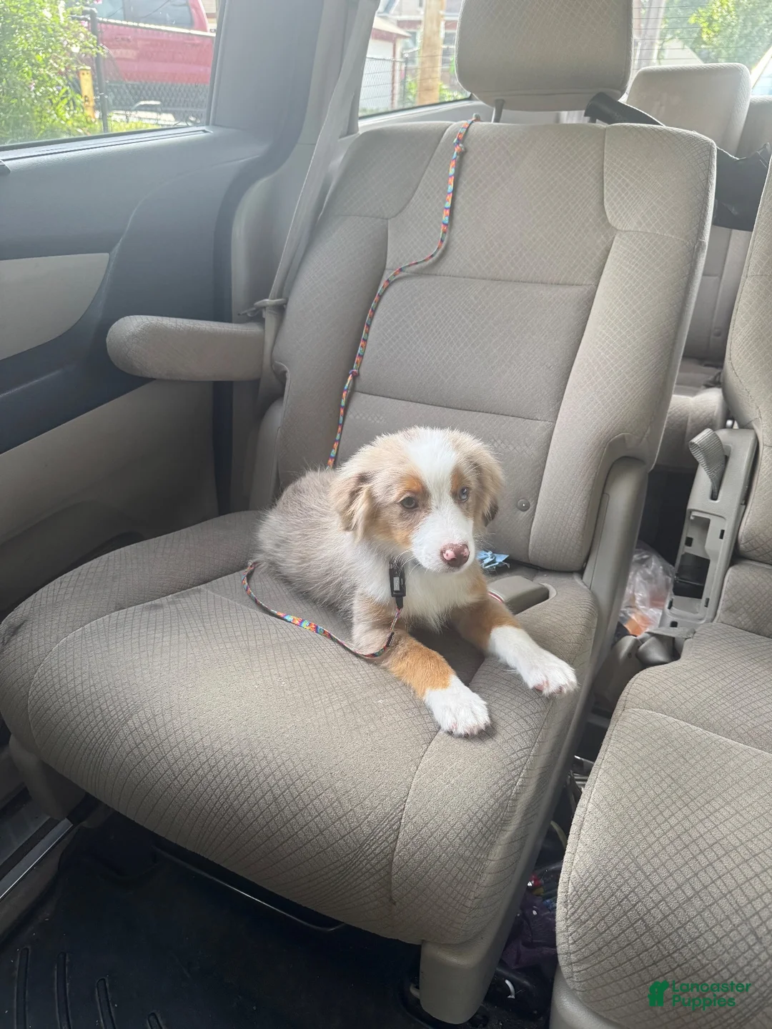 Miniature Australian Shepherd dogs for sale: Miniature Australian Shepherd 1 - Ad 5