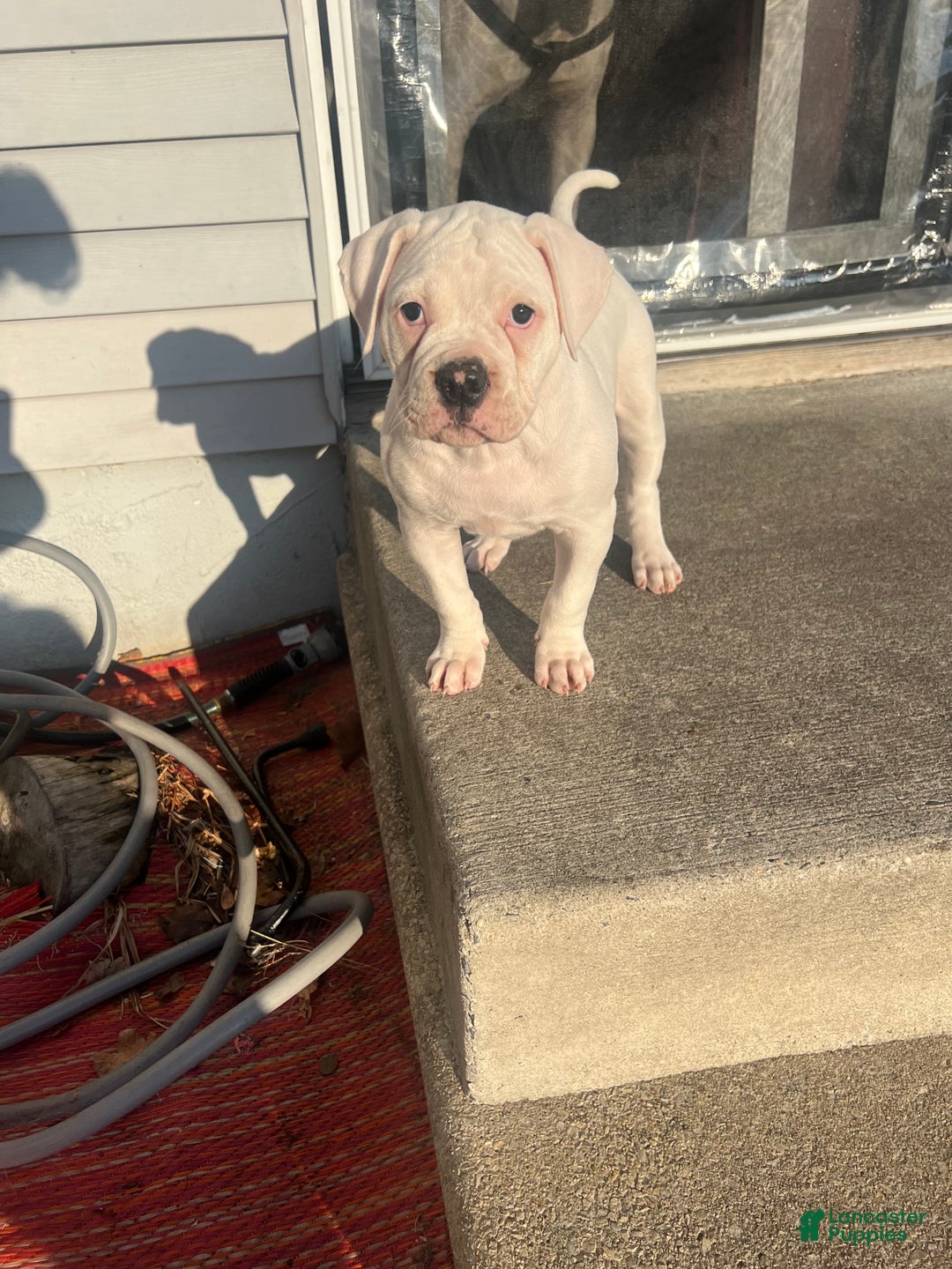American Bulldog dogs for sale: American Bulldog Puppy 1 - Ad 4