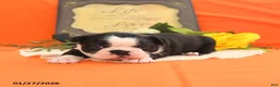 Boston Terrier dogs for sale: Roxie - Ad 11