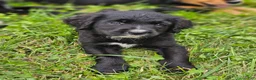 Mixed Breed dogs for sale: Princess Golden Mountain Dog  - Ad 4